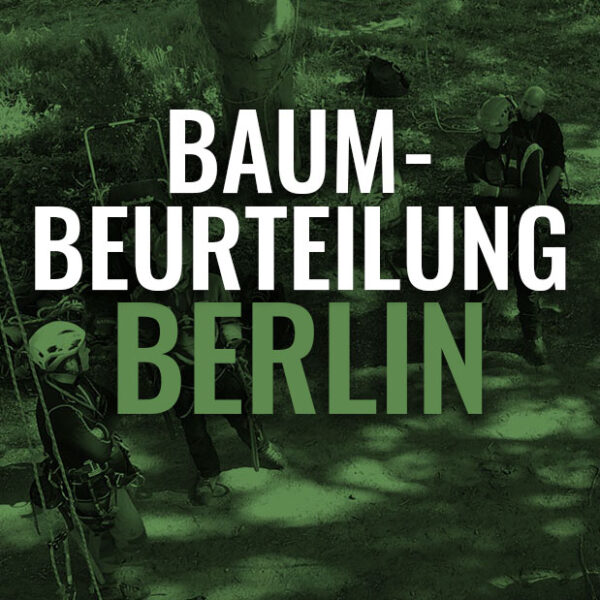 Baumbeurteilung Berlin
