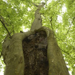 Hintergrundbild_Baumbeurteilung