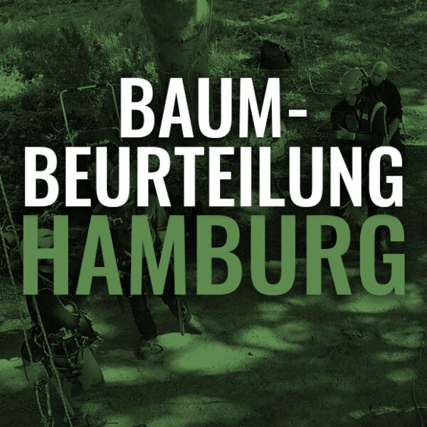 Kurs Baumbeurteilung Hamburg