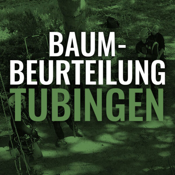Kurs Baumbeurteilung Tübingen